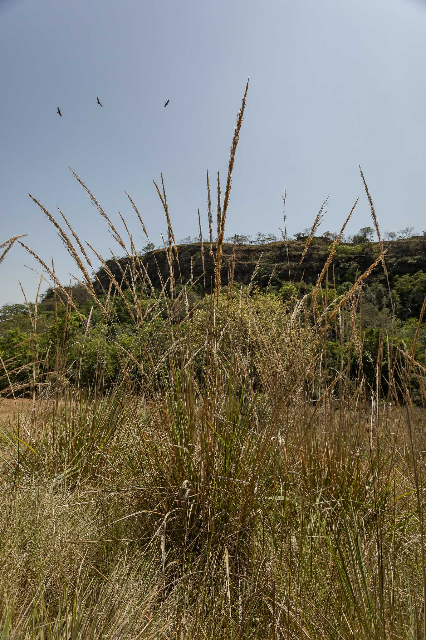 Imagem Expedição Chap Guim - ESEC Serra das Araras--52 da expedição de expedicoes/araras_25